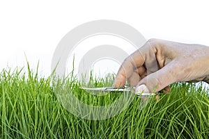 Female hand cutting lawn with scissors
