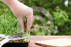 Female hand cutting pea microgreens with scissors. Gardening microgreens at home. Copy space, selective focus