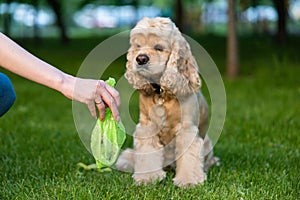 Female hand with dog shit in bag photo