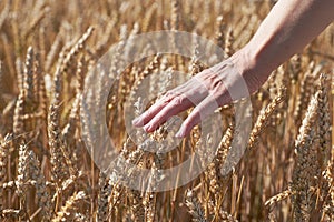 Female hand with ears of grain, wheat or rye with blurred background