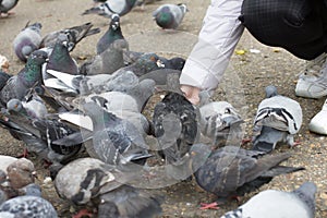 Female hand feeding group pigeons