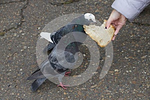 Female hand feeding two pigeons