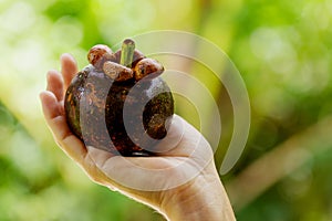 Female hand with fresh and ripe mangosteen