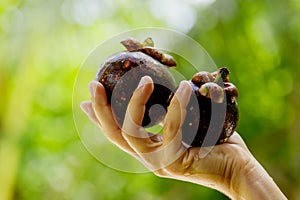 Female hand with fresh and ripe mangosteens