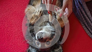 Female hand with furminator combing cute dog fur, close-up. A pile of wool, hair and grooming tool in background