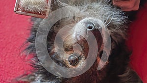 Female hand with furminator combing cute dog fur, close-up. A pile of wool, hair and grooming tool in background