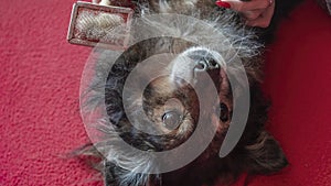 Female hand with furminator combing cute dog fur, close-up. A pile of wool, hair and grooming tool in background