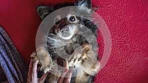 Female hand with furminator combing cute dog fur, close-up. A pile of wool, hair and grooming tool in background.