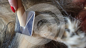 Female hand with furminator combing cute dog fur, close-up. A pile of wool, hair and grooming tool in background