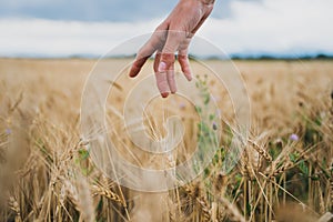 Female hand gently stoking ripening golden wheat growing in the field