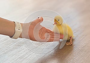 A female hand gently strokes a little yellow duckling