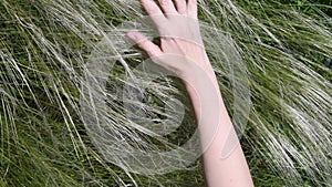 Female hand gently touch ears of meadow grass