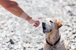 Female hand gives command to a dog