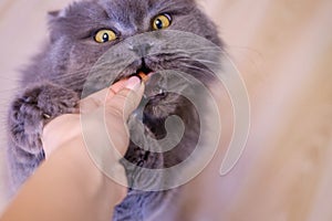 Female hand gives a feed to a gray big long-haired British cat. The cat eats food from the hands.