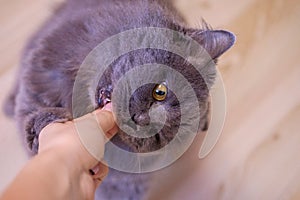 Female hand gives a feed to a gray big long-haired British cat. The cat eats food from the hands.