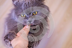 Female hand gives a feed to a gray big long-haired British cat. The cat eats food from the hands.