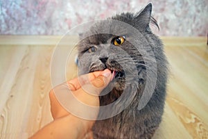 Female hand gives a feed to a gray big long-haired British cat. The cat eats food from the hands