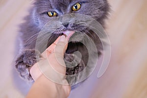 Female hand gives a feed to a gray big long-haired British cat. The cat eats food from the hands.