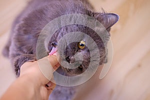 Female hand gives a feed to a gray big long-haired British cat. The cat eats food from the hands.