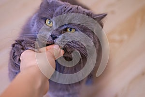 Female hand gives a feed to a gray big long-haired British cat. The cat eats food from the hands.