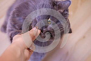 Female hand gives a feed to a gray big long-haired British cat. The cat eats food from the hands.