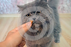 Female hand gives a feed to a gray big long-haired British cat