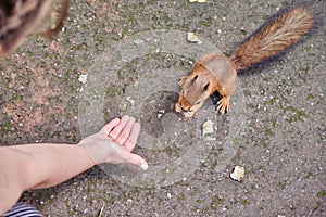 Female hand gives redhead squirrel nuts