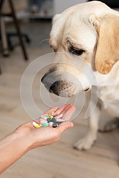 Female hand giving medical pills to her sad dog. Concept of pet health