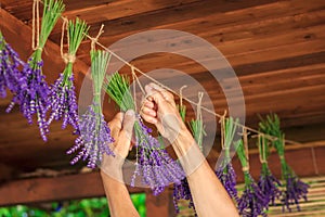 Female hand hanging bunch of lavender flowers on string