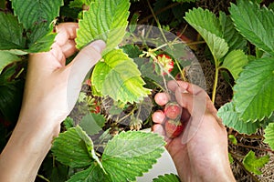 Female hand harvested harvest strawberry