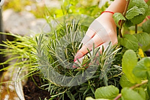 Female hand harvested thyme in the garden.