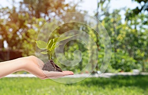 Female hand hold growing seedling. Female hand holding tree on nature. Growing concept. Enviroment concept. Copy space