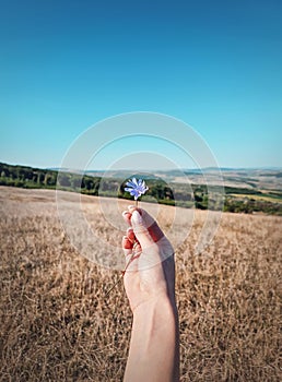 Female hand holding a blue chicory overy the idyllic rural background. Autumnal background, fall season beauty, picturesque view