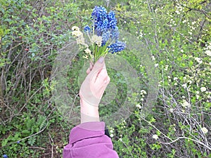 Female Hand Holding a Bouquet of Grape Hyacinths in a Spring Forest, The Woman Is Wearing a Pink Jacket and Sparkly Nail Polish