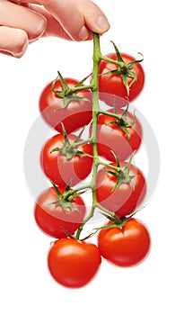 Female hand holding branch of fresh red cherry tomatoes