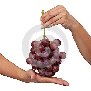 Female hand holding a bunch of red grapes