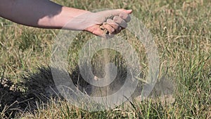 Female hand holding clump dust in meadow. Parched land without precipitation means no grass for horses and cattle.