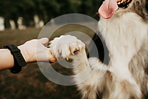 Female hand holding dog`s paw on blurred background. Friendship love concept