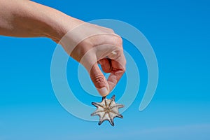 Female hand holding eight legged starfish.