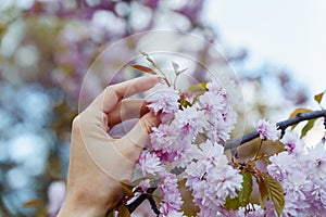 Female hand holding flower of blooming Japanese cherry blossom Prunus Kanzan in April in park