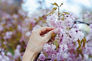 Female hand holding a flowering branch of Japanese cherry tree Prunus Kanzan in blooming garden in spring