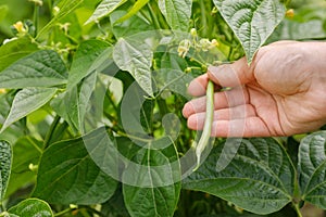 female hand holding fresh green bean on vegetable garden