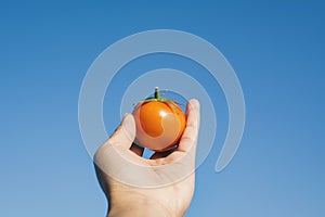 Female hand holding fresh tomato and blue sky