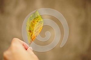 Female hand holding golden green autumn birch leaf