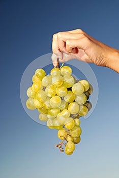 Female hand holding grape cluster