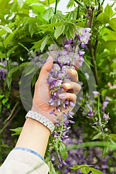 Female hand holding green plant with purple flowers