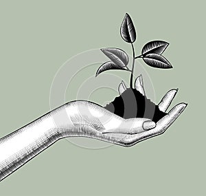 Female hand holding a handful of soil with a growing young shoot or sprout