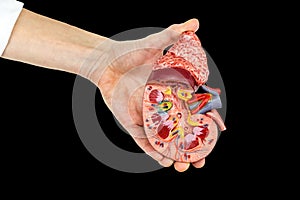 Female hand holding human kidney model