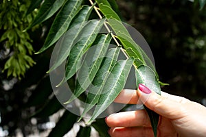 Female hand holding leaf from the tree