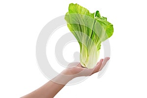 Female hand holding lettuce or salad plant isolated. Healthy vegan or vegetarian concept